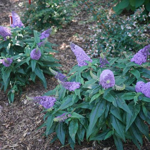 Butterfly Bush, Pugster® Amethyst Butterfly Bush - Image 2