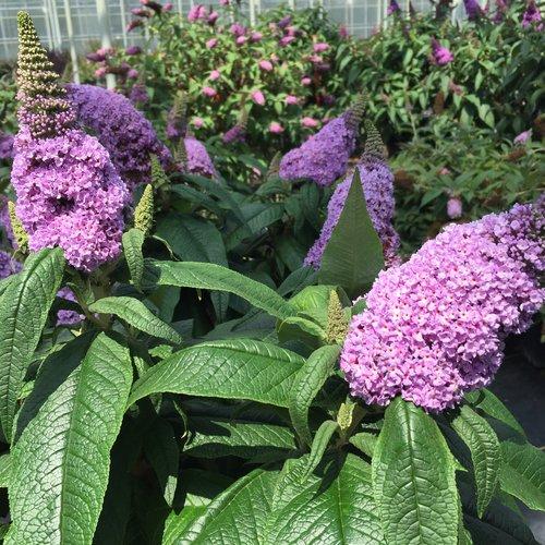 Butterfly Bush, Pugster® Amethyst Butterfly Bush - Image 3