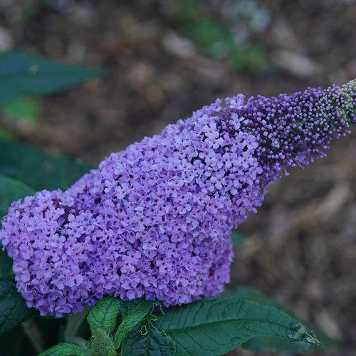 Butterfly Bush, Pugster® Amethyst Butterfly Bush - Image 4