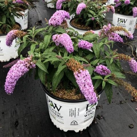 Butterfly Bush, Pugster® Amethyst Butterfly Bush - Image 5