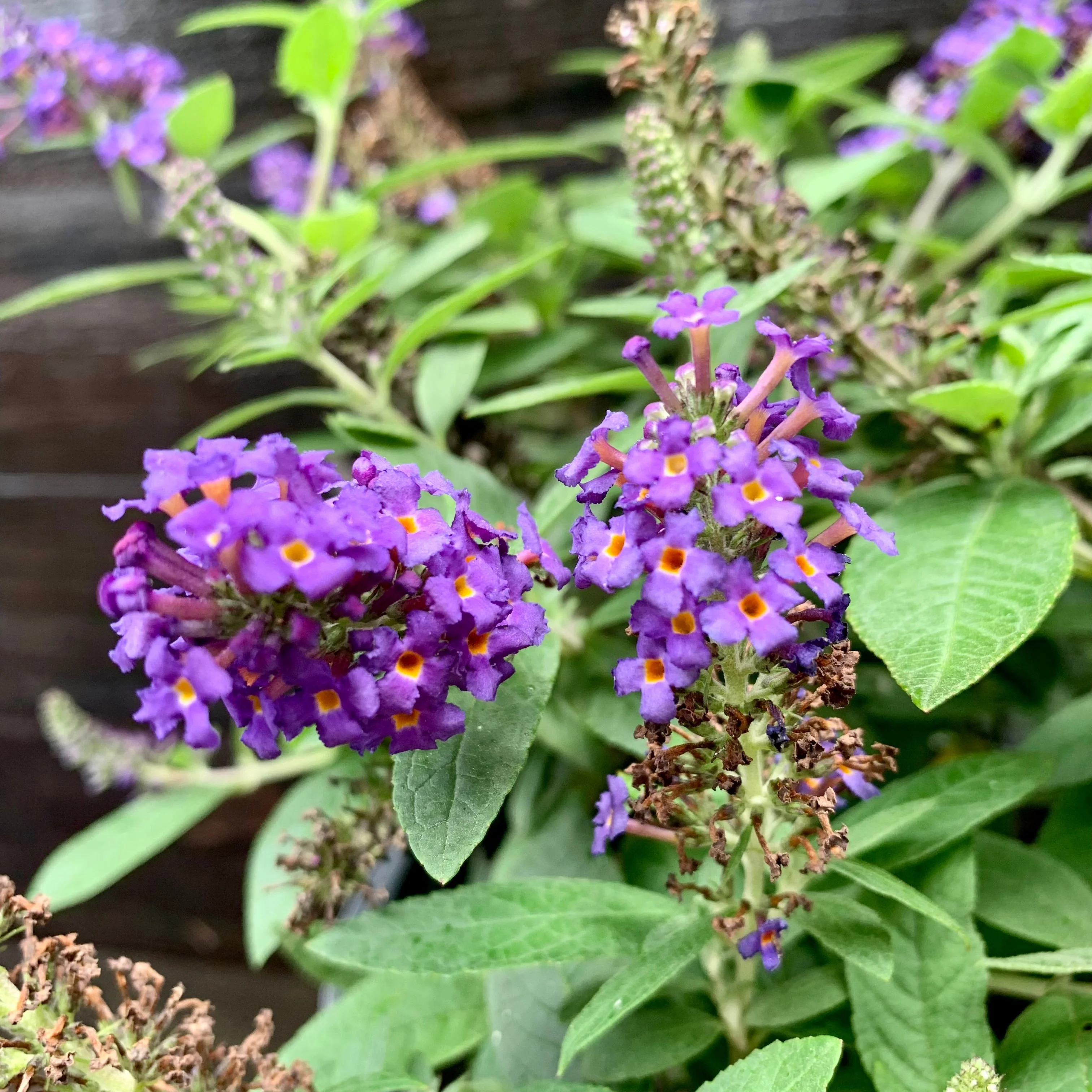 Butterfly Bush, Pugster Blue® Dwarf Butterfly Bush - Image 3
