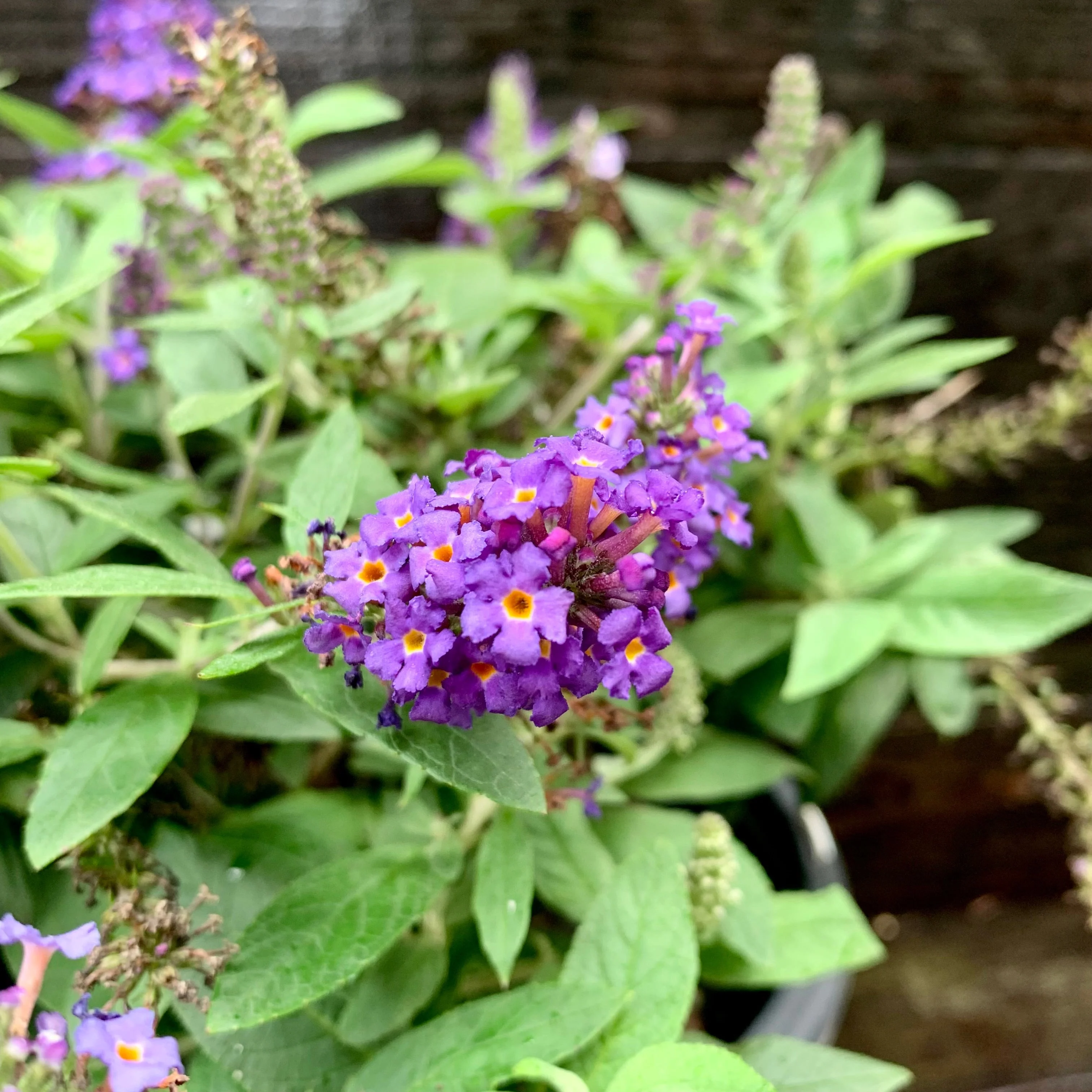Butterfly Bush, Pugster Blue® Dwarf Butterfly Bush - Image 4