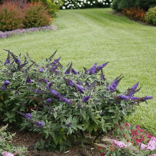 Butterfly Bush, Pugster Blue® Dwarf Butterfly Bush - Image 5