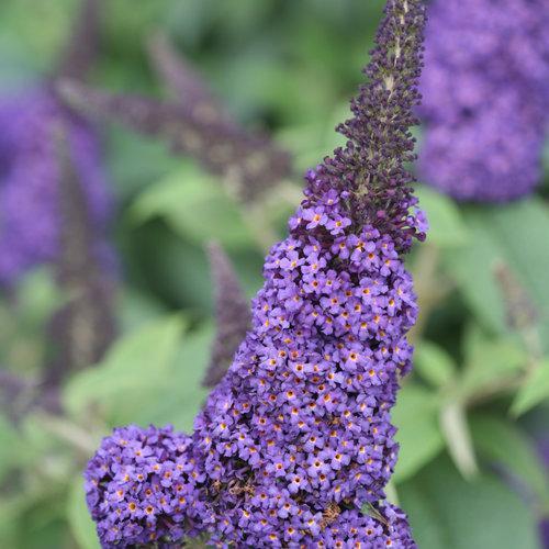 Butterfly Bush, Pugster Blue® Dwarf Butterfly Bush - Image 6
