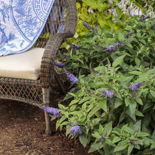 Butterfly Bush, Pugster Blue® Dwarf Butterfly Bush - Image 7