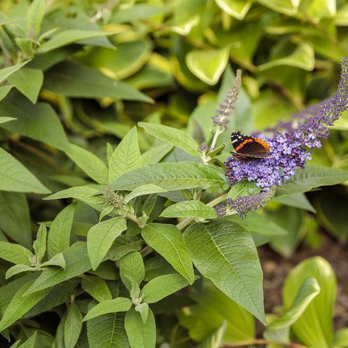 Butterfly Bush, Pugster Blue® Dwarf Butterfly Bush - Image 8