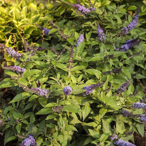 Butterfly Bush, Pugster Blue® Dwarf Butterfly Bush - Image 9