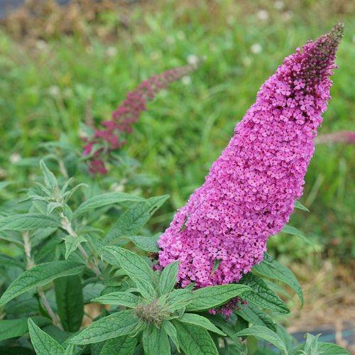 Butterfly Bush, Pugster Pinker® Dwarf Butterfly Bush - Image 3