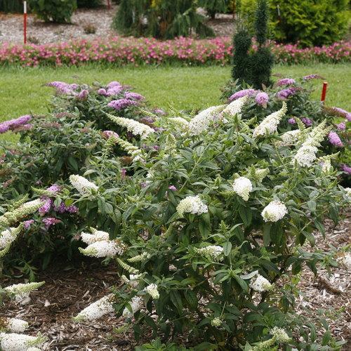 Butterfly Bush, Pugster White® Butterfly Bush