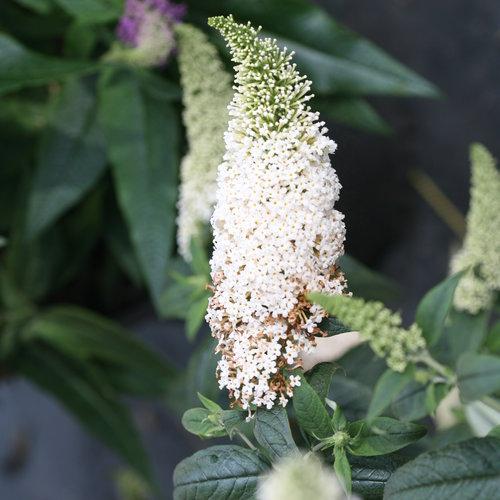 Butterfly Bush, Pugster White® Butterfly Bush - Image 2