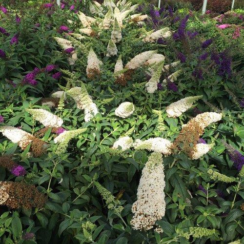 Butterfly Bush, Pugster White® Butterfly Bush - Image 3