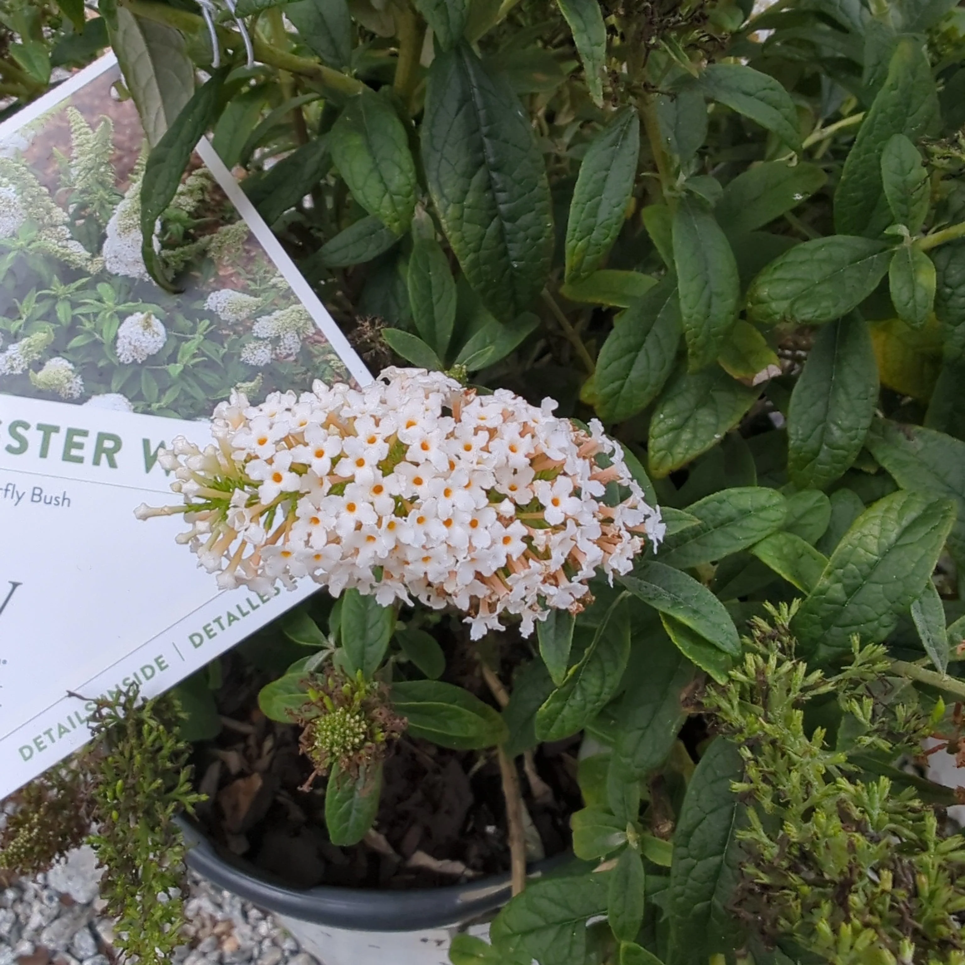 Butterfly Bush, Pugster White® Butterfly Bush - Image 4