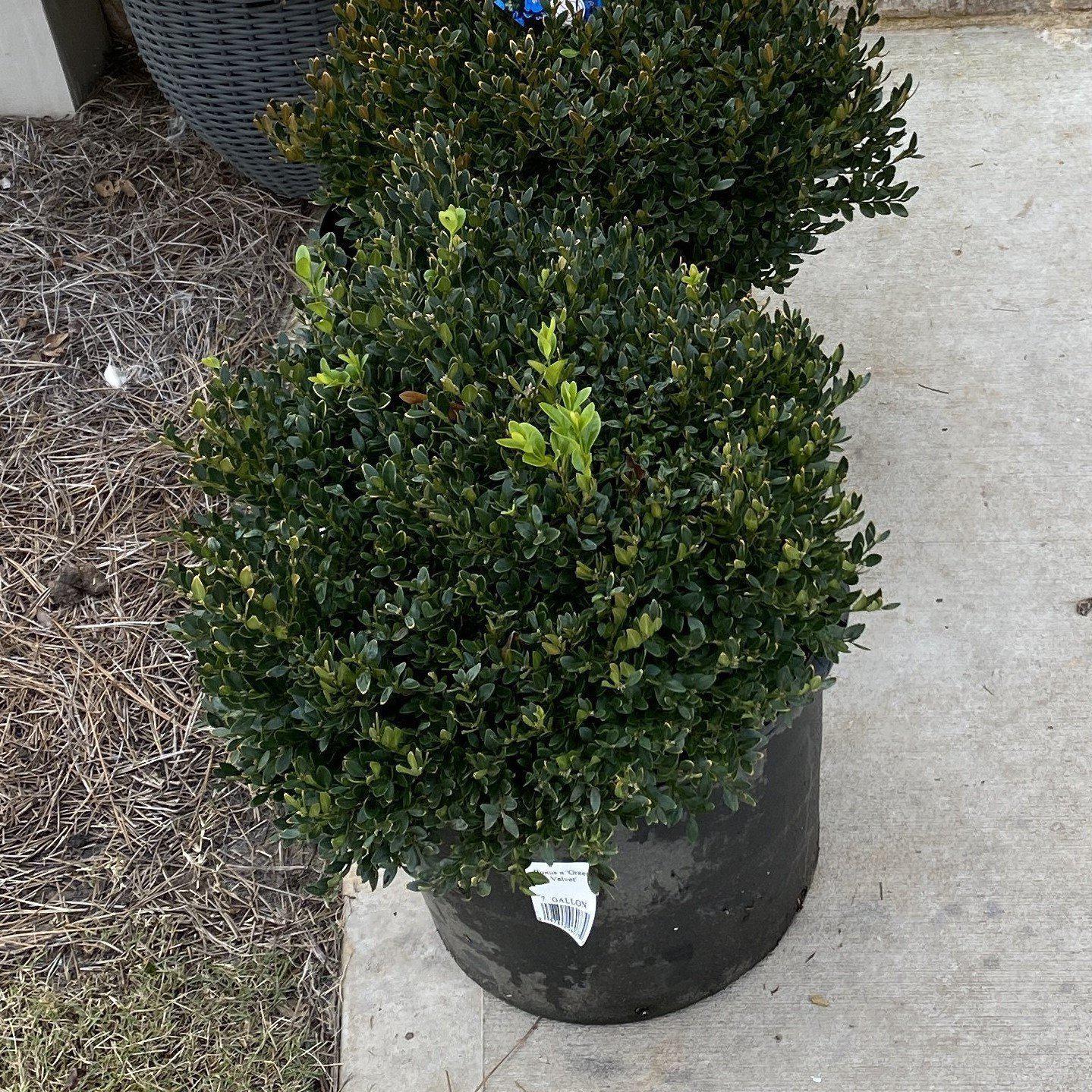 Boxwood, Green Velvet Boxwood - Image 4
