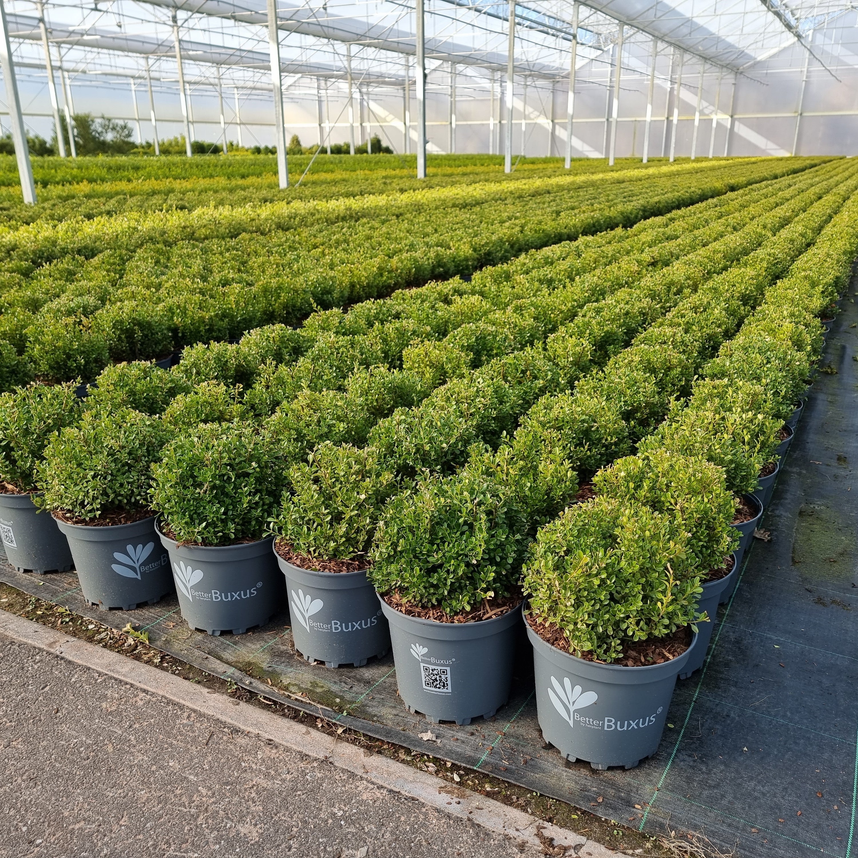 Boxwood, BetterBoxwood® Renaissance™ Boxwood - Image 3