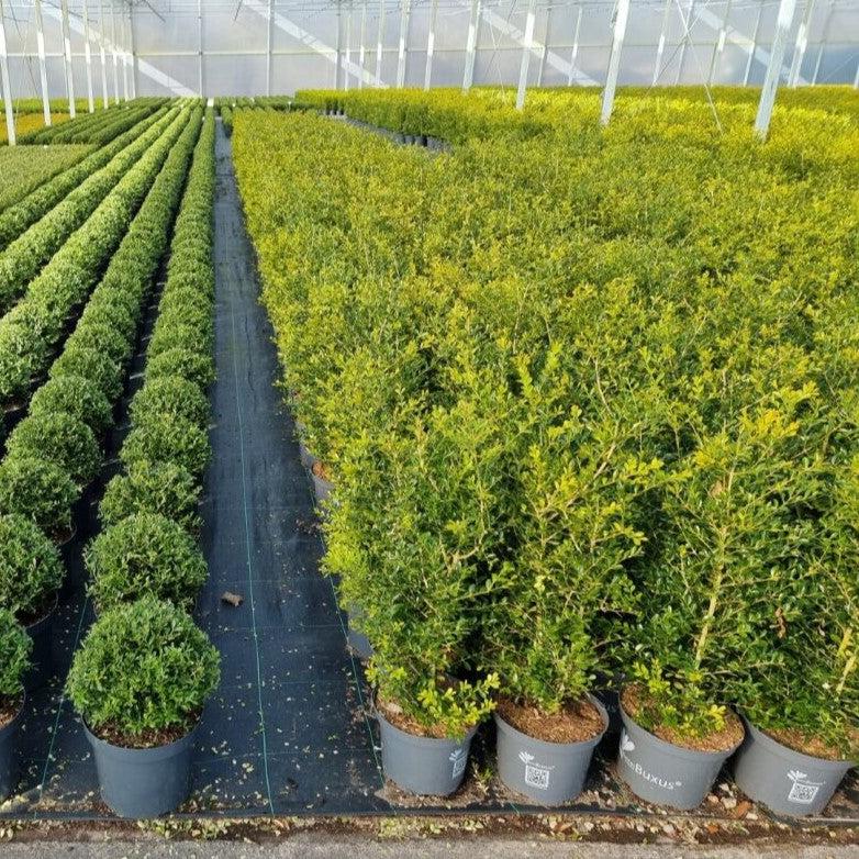 Boxwood, BetterBoxwood® Skylight™ Boxwood - Image 3