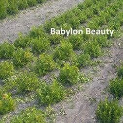 Boxwood, BetterBoxwood® Babylon Beauty™ Boxwood - Image 3