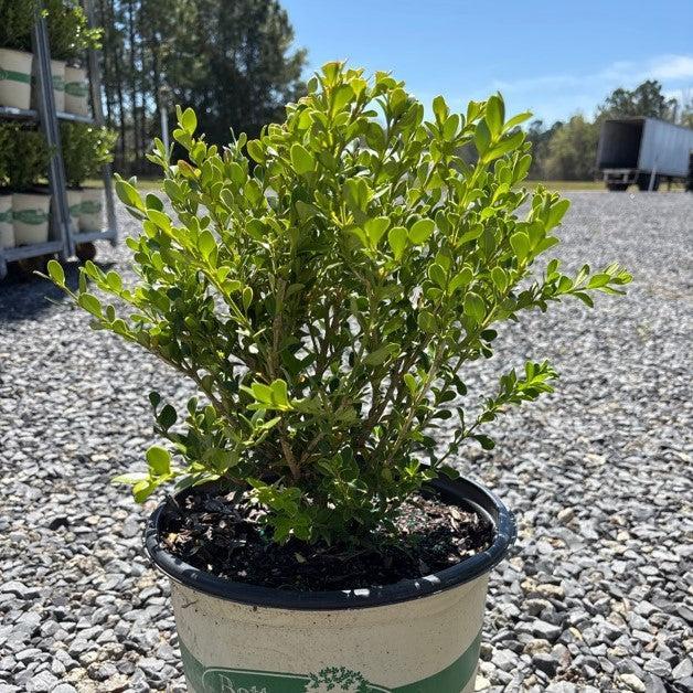 Boxwood, BetterBoxwood® Babylon Beauty™ Boxwood - Image 4