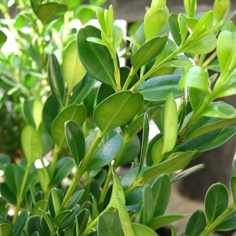 Boxwood, Little Missy Boxwood - Image 3