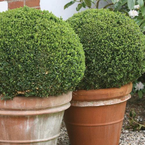 Boxwood, Sprinter® Boxwood - Image 3