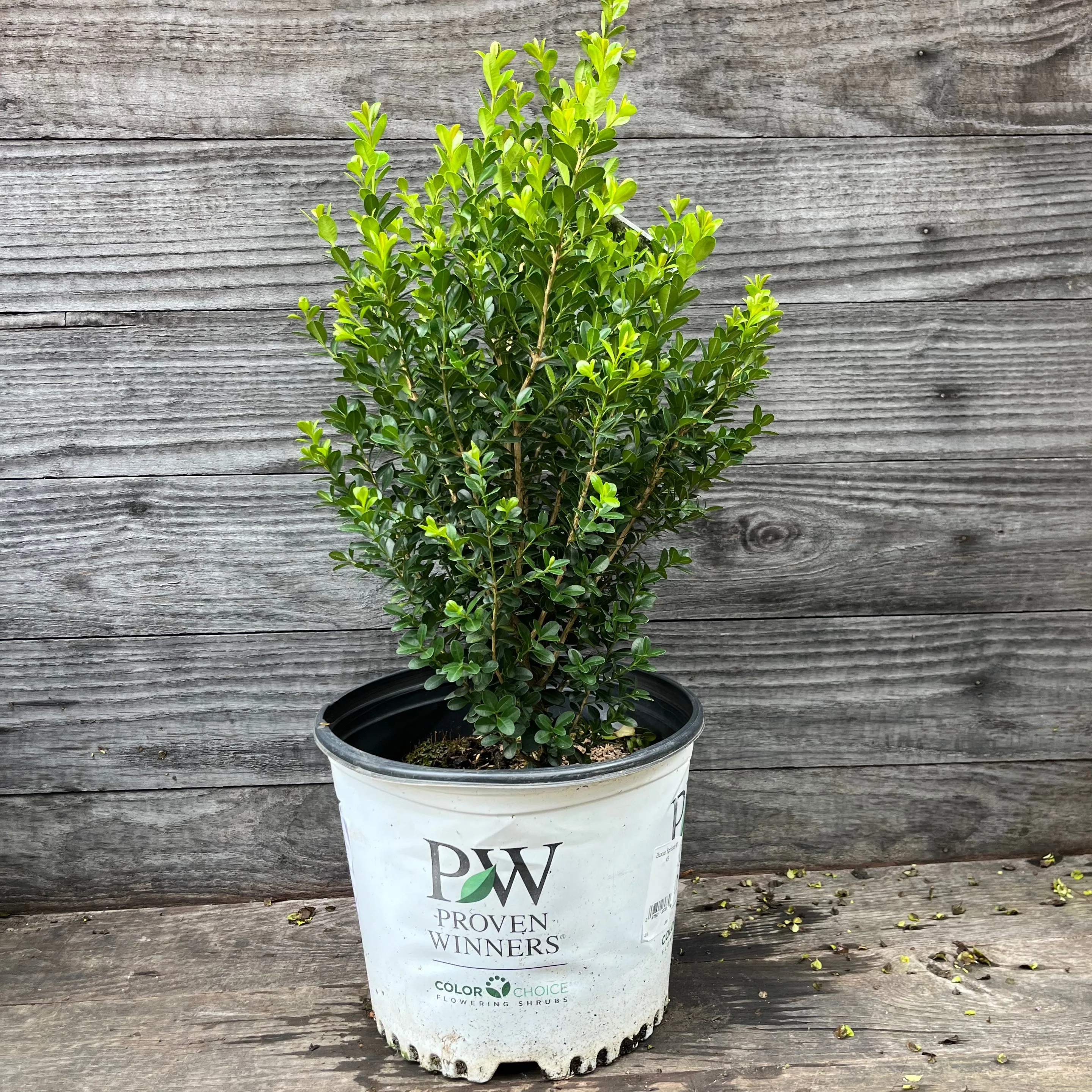Boxwood, Sprinter® Boxwood - Image 4