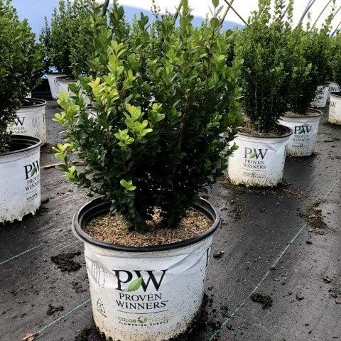 Boxwood, Sprinter® Boxwood - Image 5