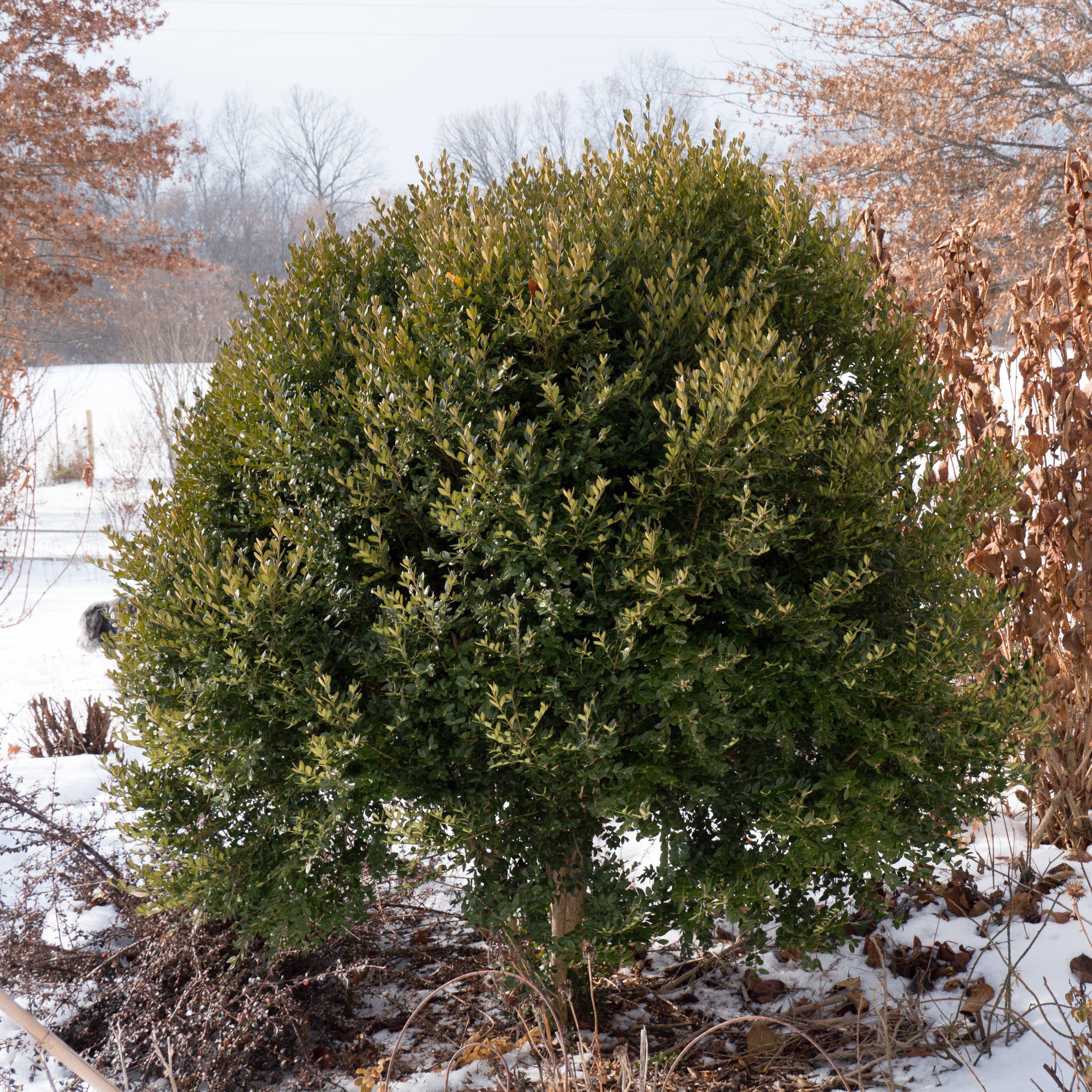 Boxwood, Green Mountain Boxwood - Image 3