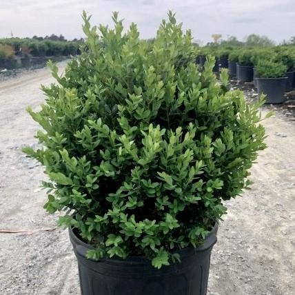 Boxwood, Green Mountain Boxwood - Image 4