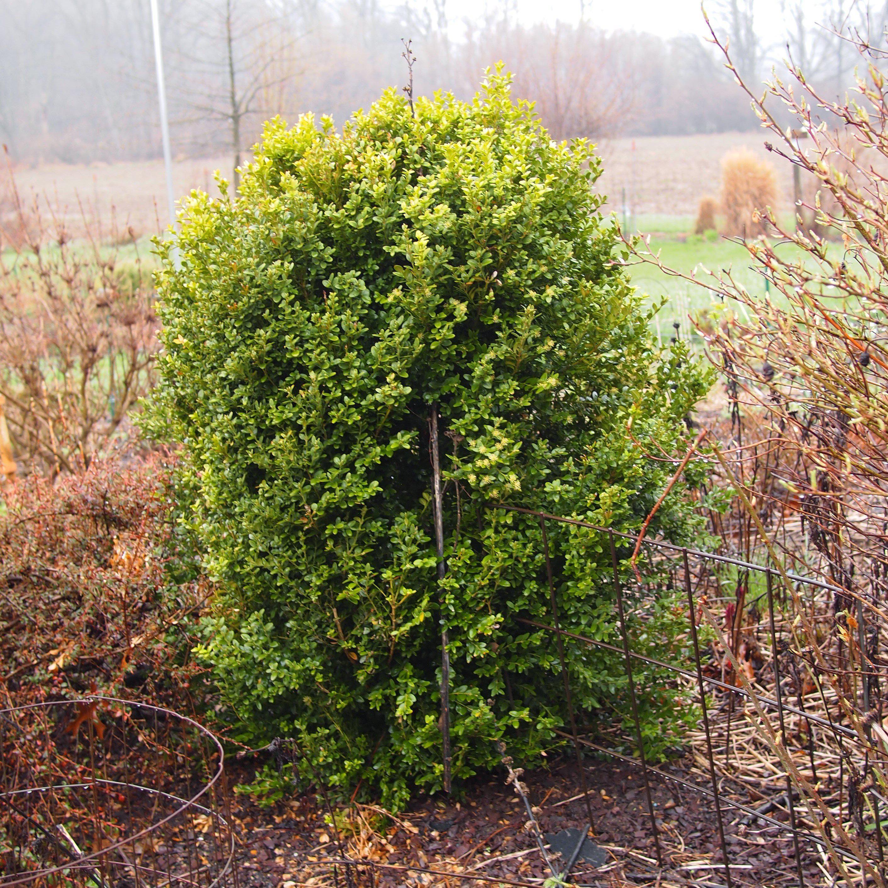 Boxwood, Winter Gem Boxwood - Image 6