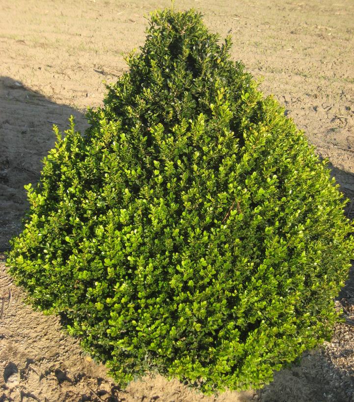 Boxwood, Cranberry Creek Boxwood - Image 2
