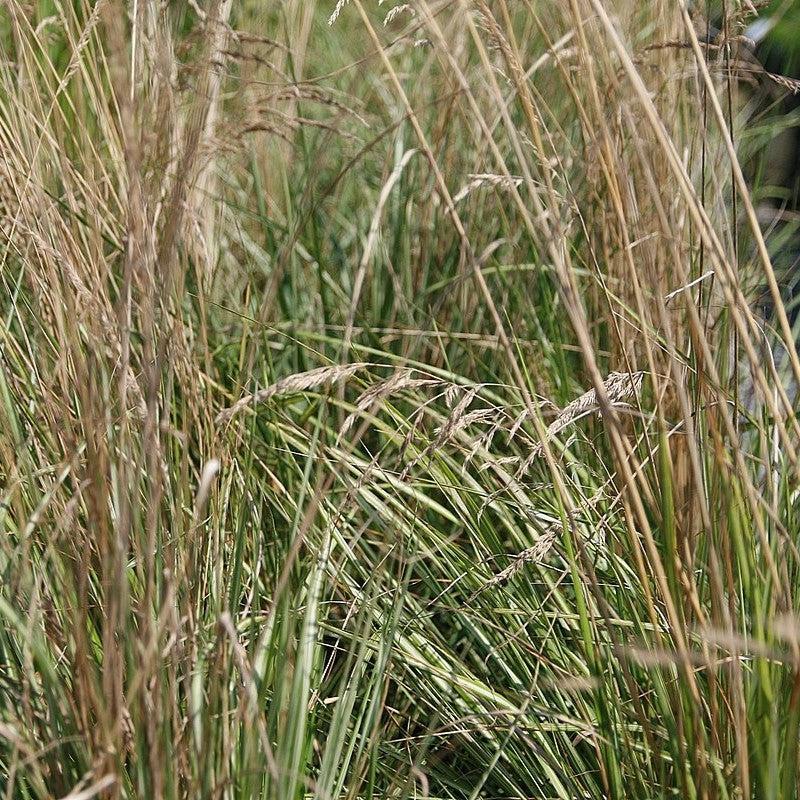 Grass, Avalanche Feather Reed Grass - Image 3