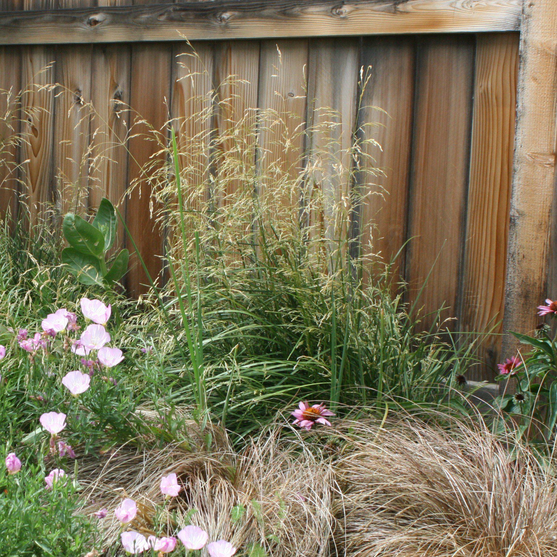 Grass, Karl Foerster's Feather Reed Grass - Image 3