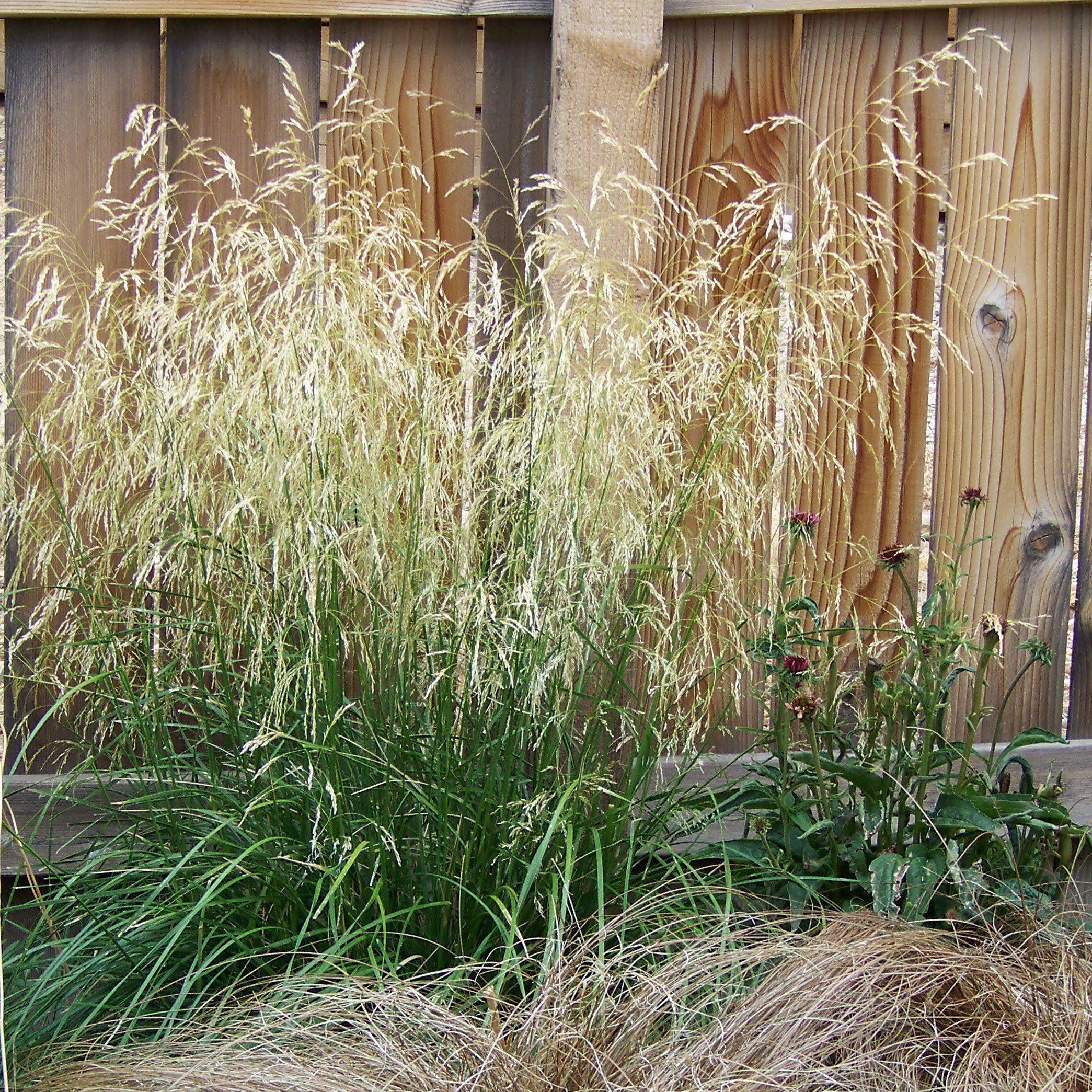 Grass, Karl Foerster's Feather Reed Grass - Image 4
