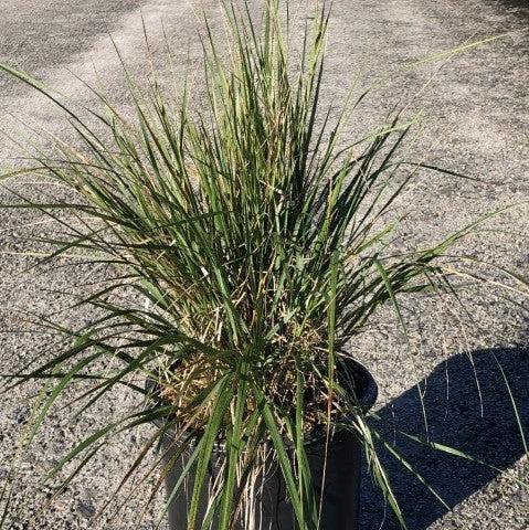Grass, Karl Foerster's Feather Reed Grass - Image 5