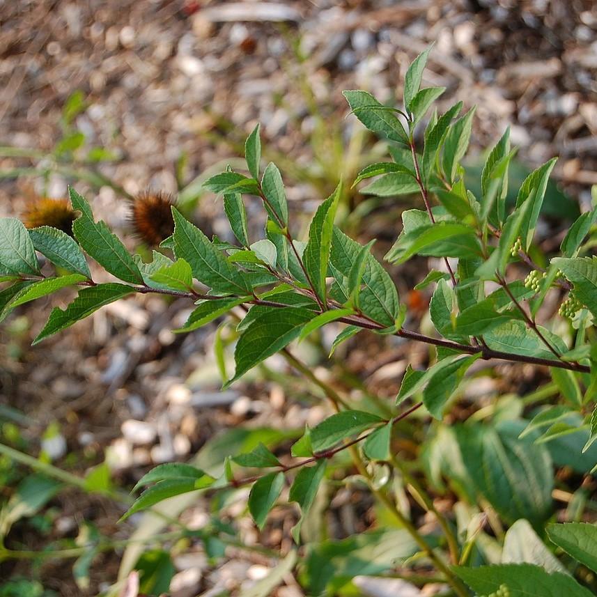 Beautyberry, Early Amethyst Beautyberry - Image 3