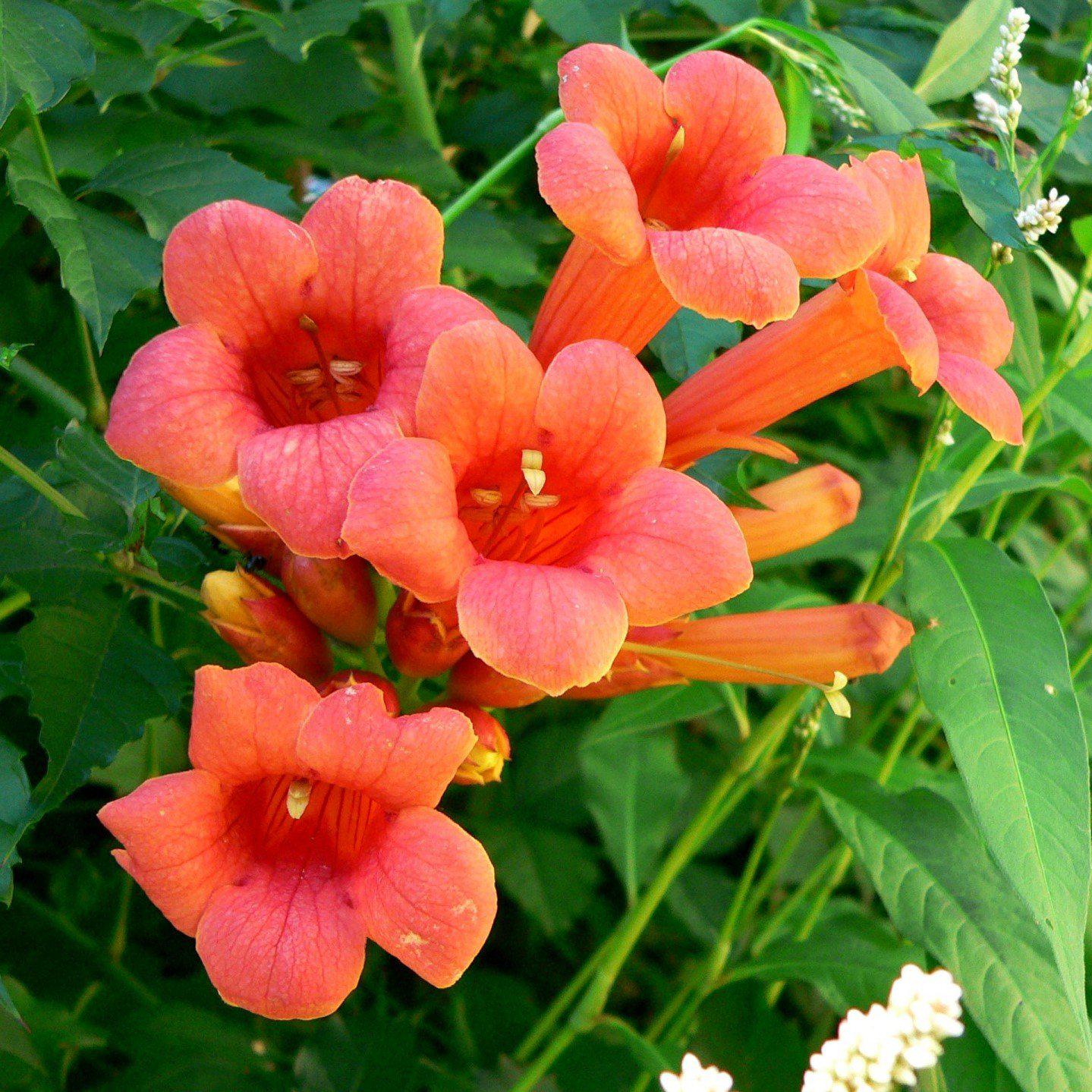Trumpet Vine, Flamenco Trumpet Creeper