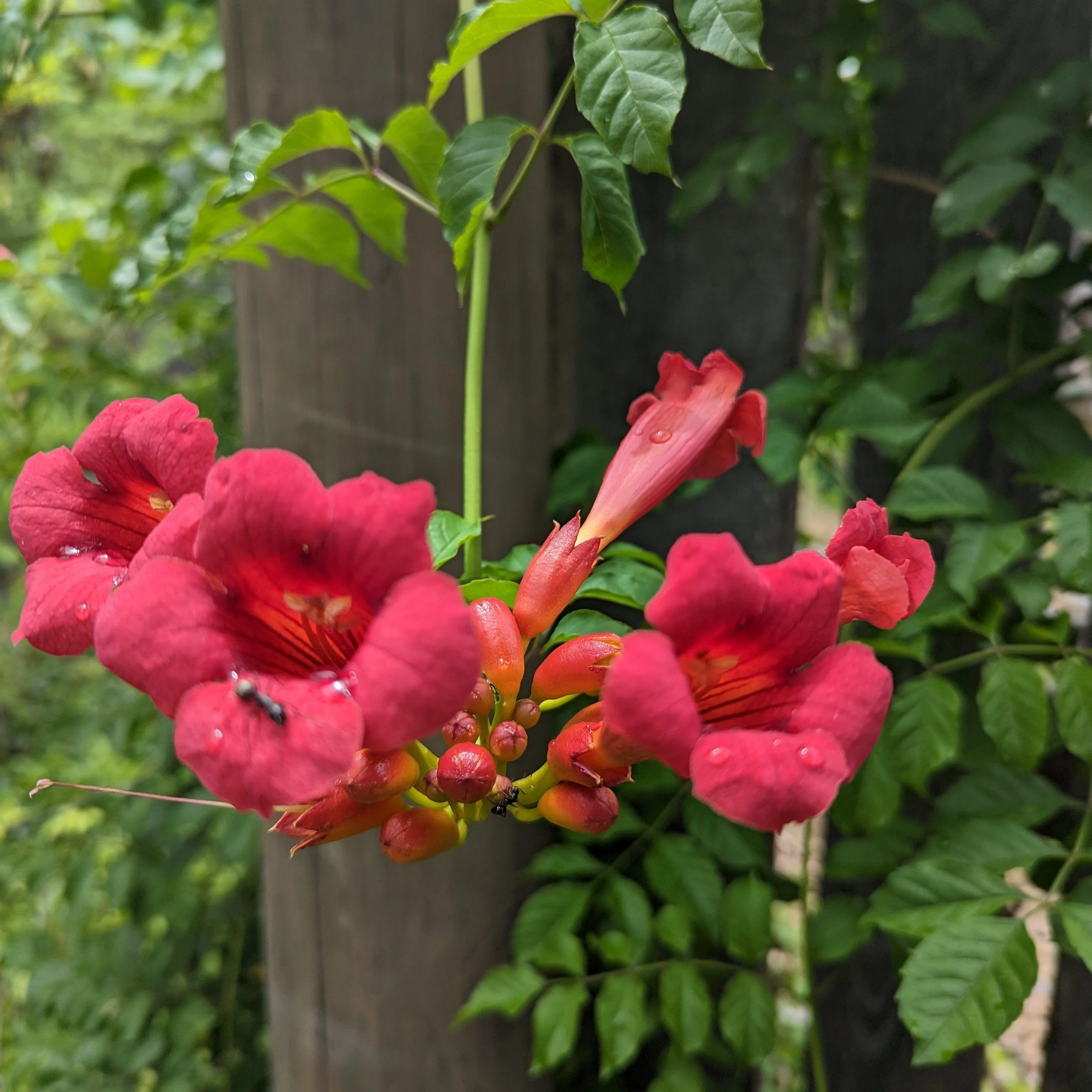Trumpet Vine, Flamenco Trumpet Creeper - Image 2