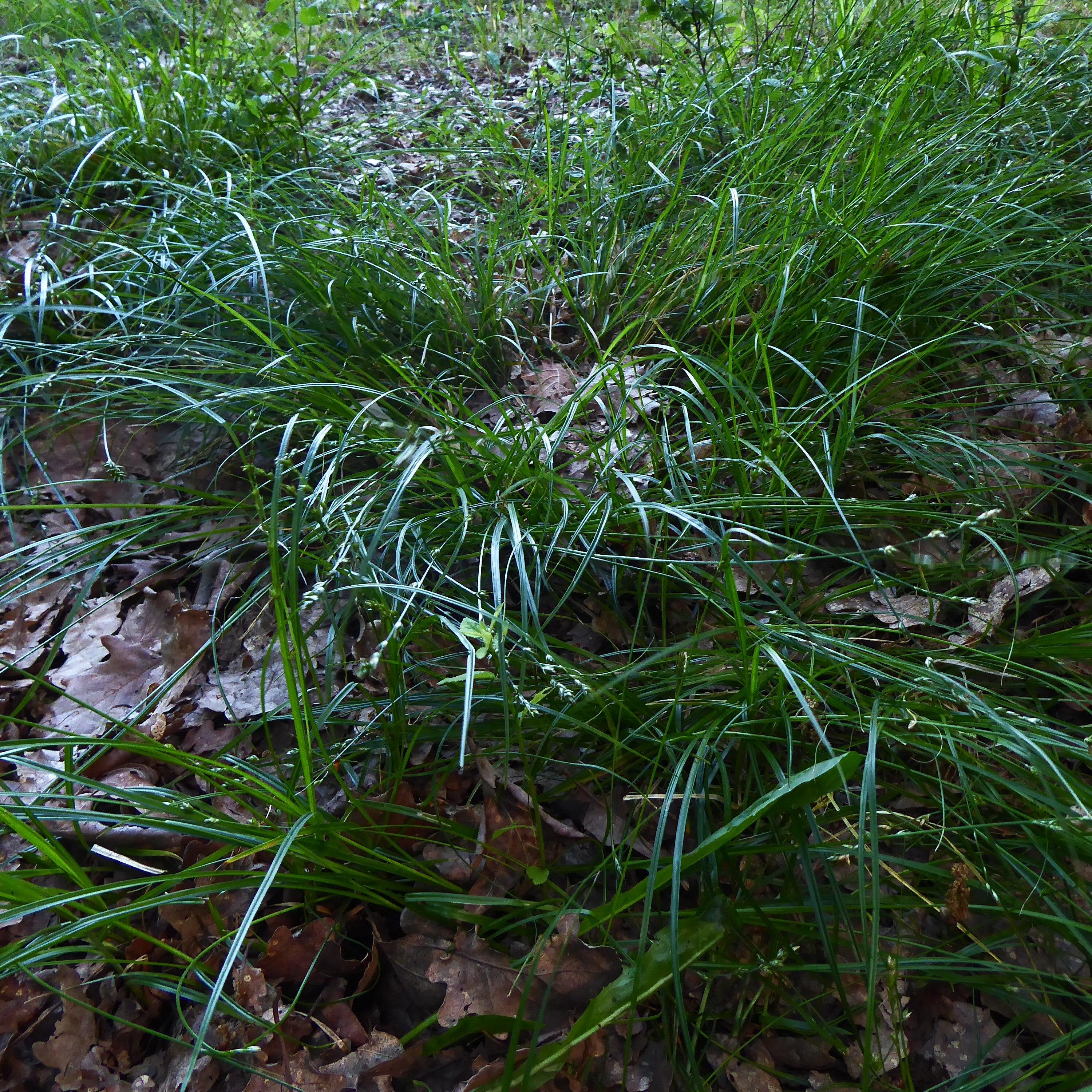 Sedge, Grassland Sedge - Image 3