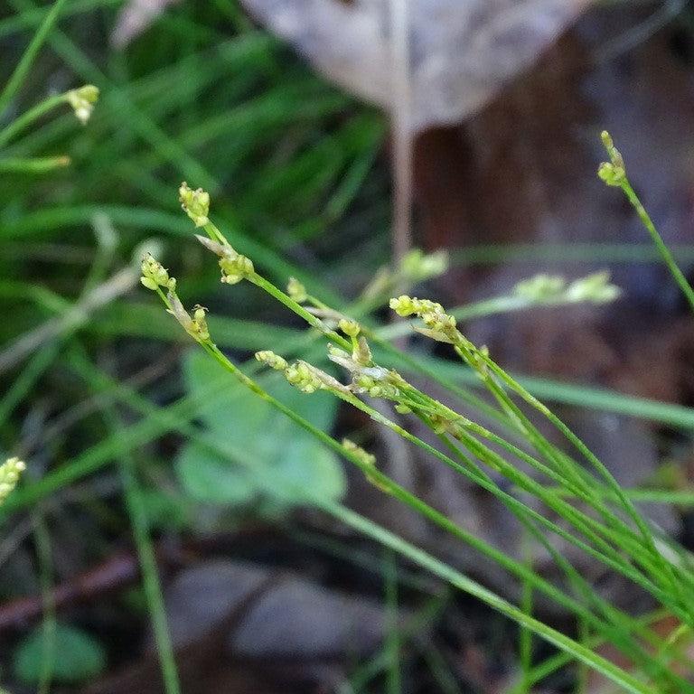 Sedge, Bristle-leafed Sedge - Image 3