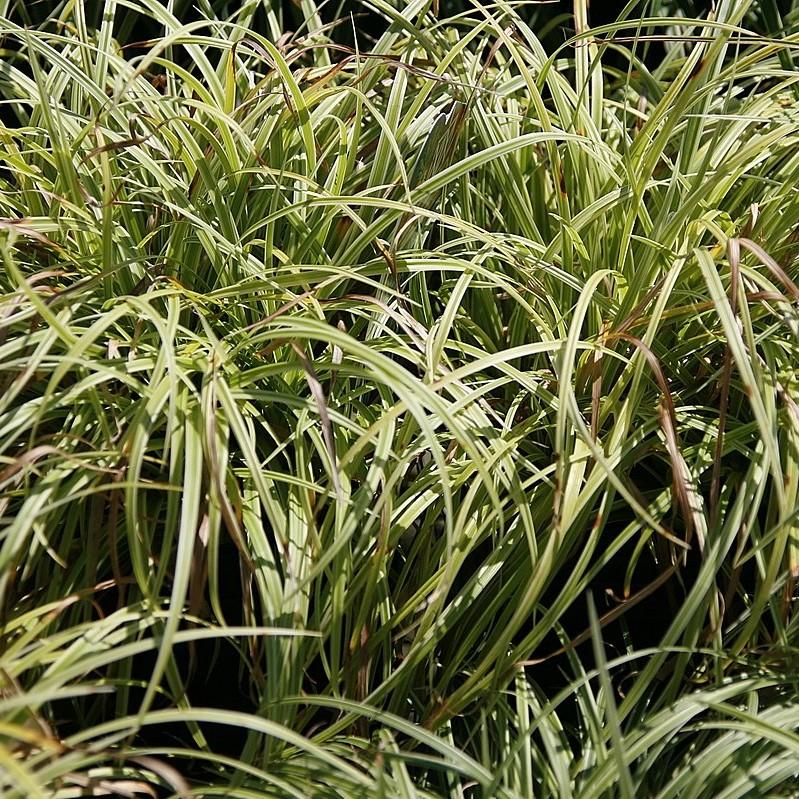 Sedge, Silver Sceptre Sedge - Image 3