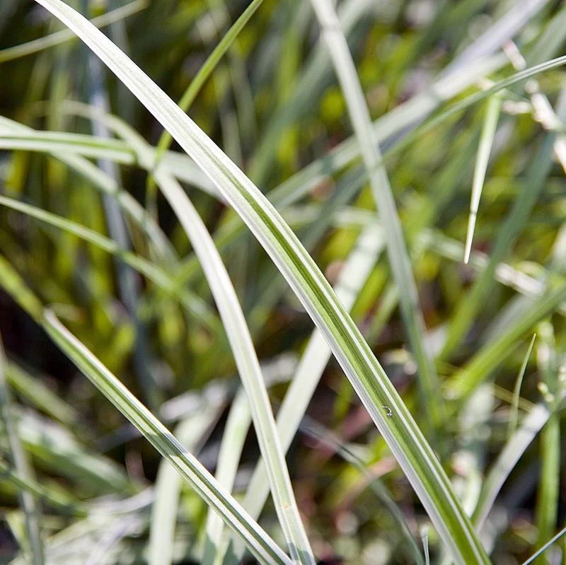 Sedge, Silver Sceptre Sedge - Image 4