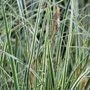 Sedge, Evercolor® Everest Variegated Sedge - Image 3