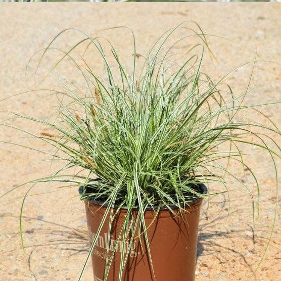 Sedge, Evercolor® Everest Variegated Sedge - Image 4