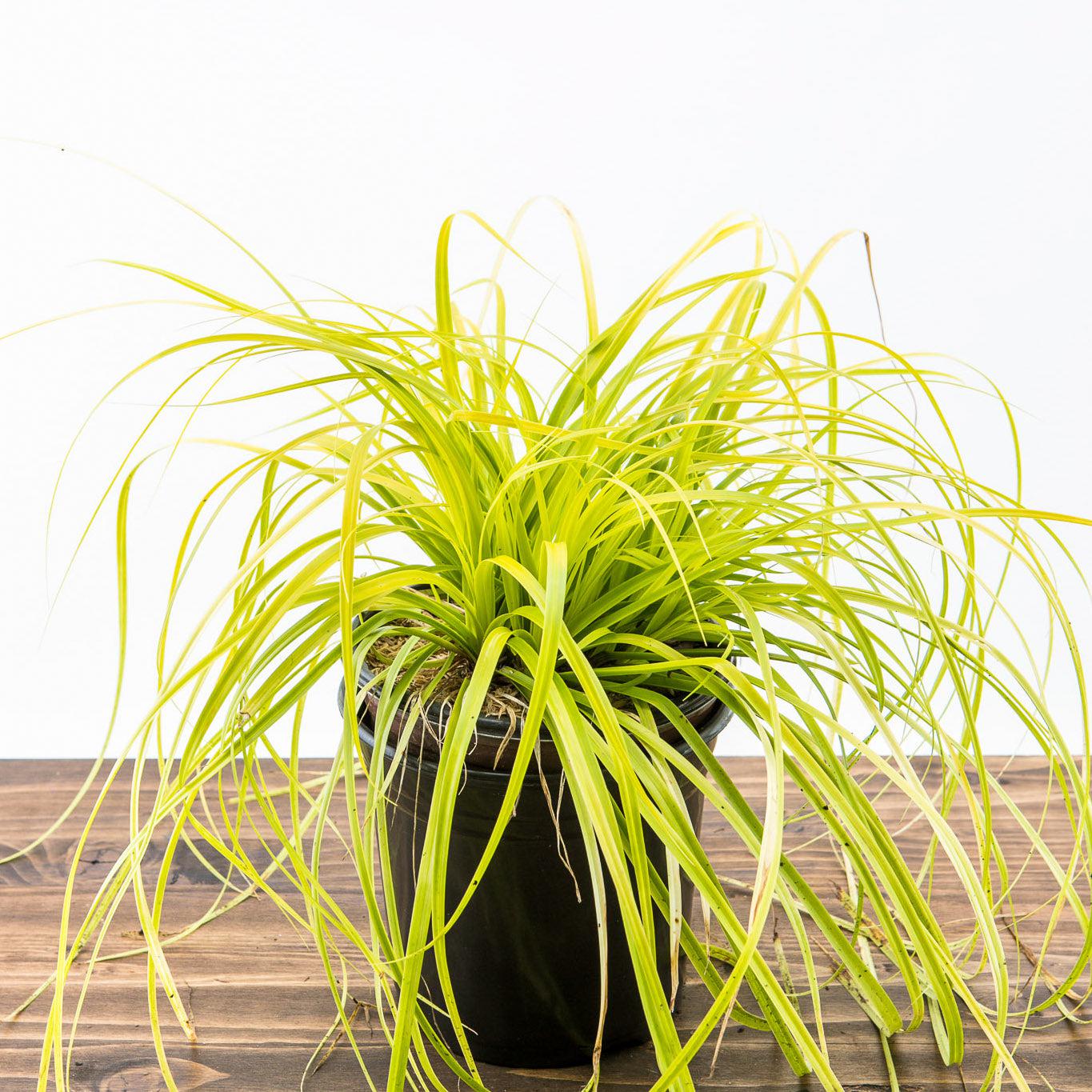 Sedge, EverColor® Everillo Sedge - Image 3