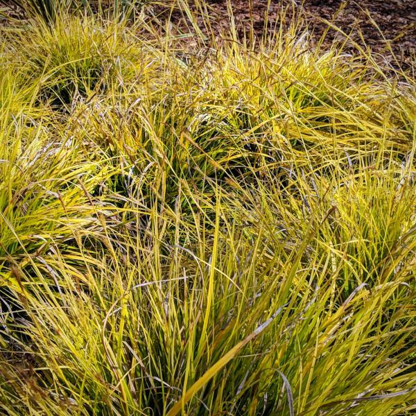 Sedge, EverColor® Everillo Sedge - Image 4