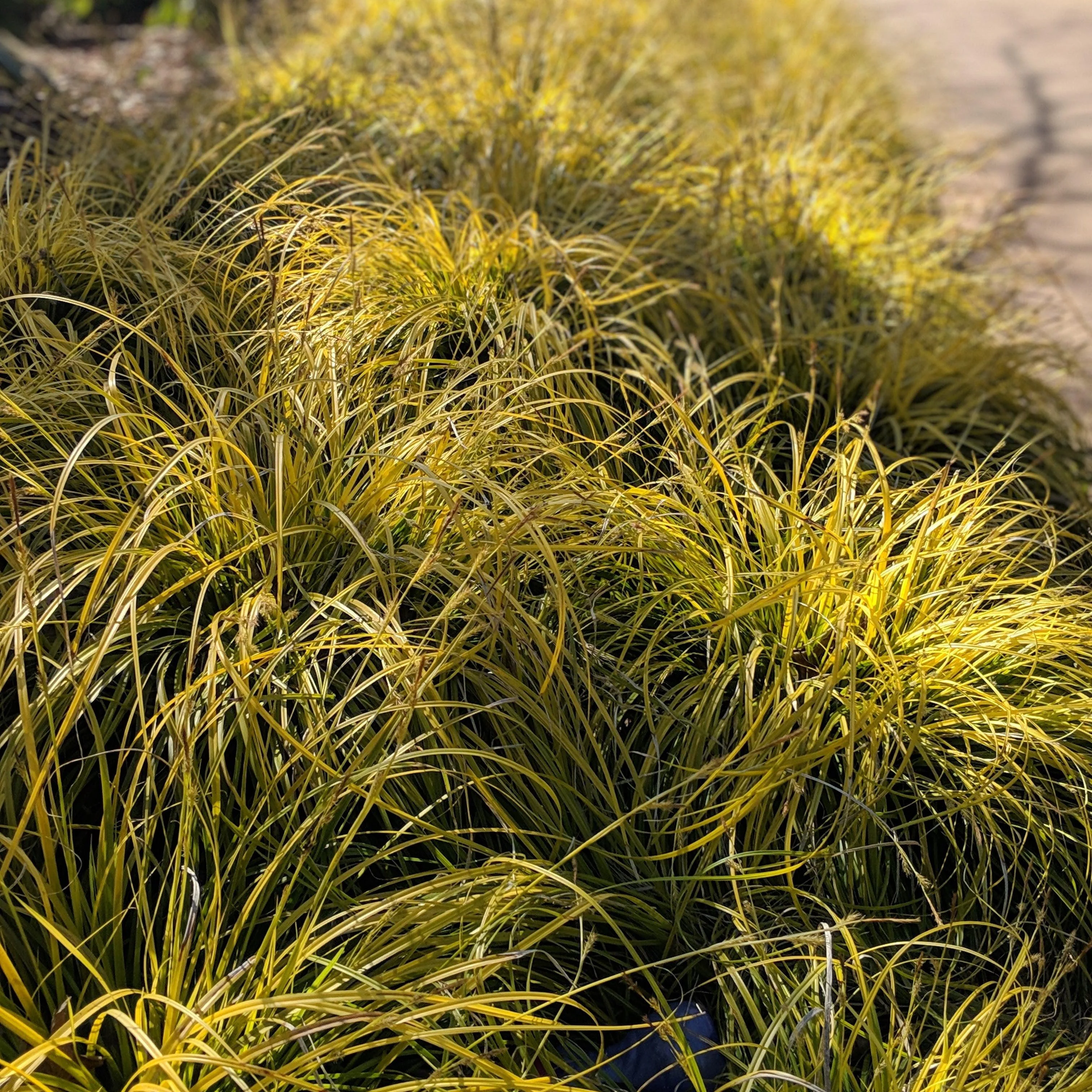 Sedge, EverColor® Everillo Sedge - Image 5