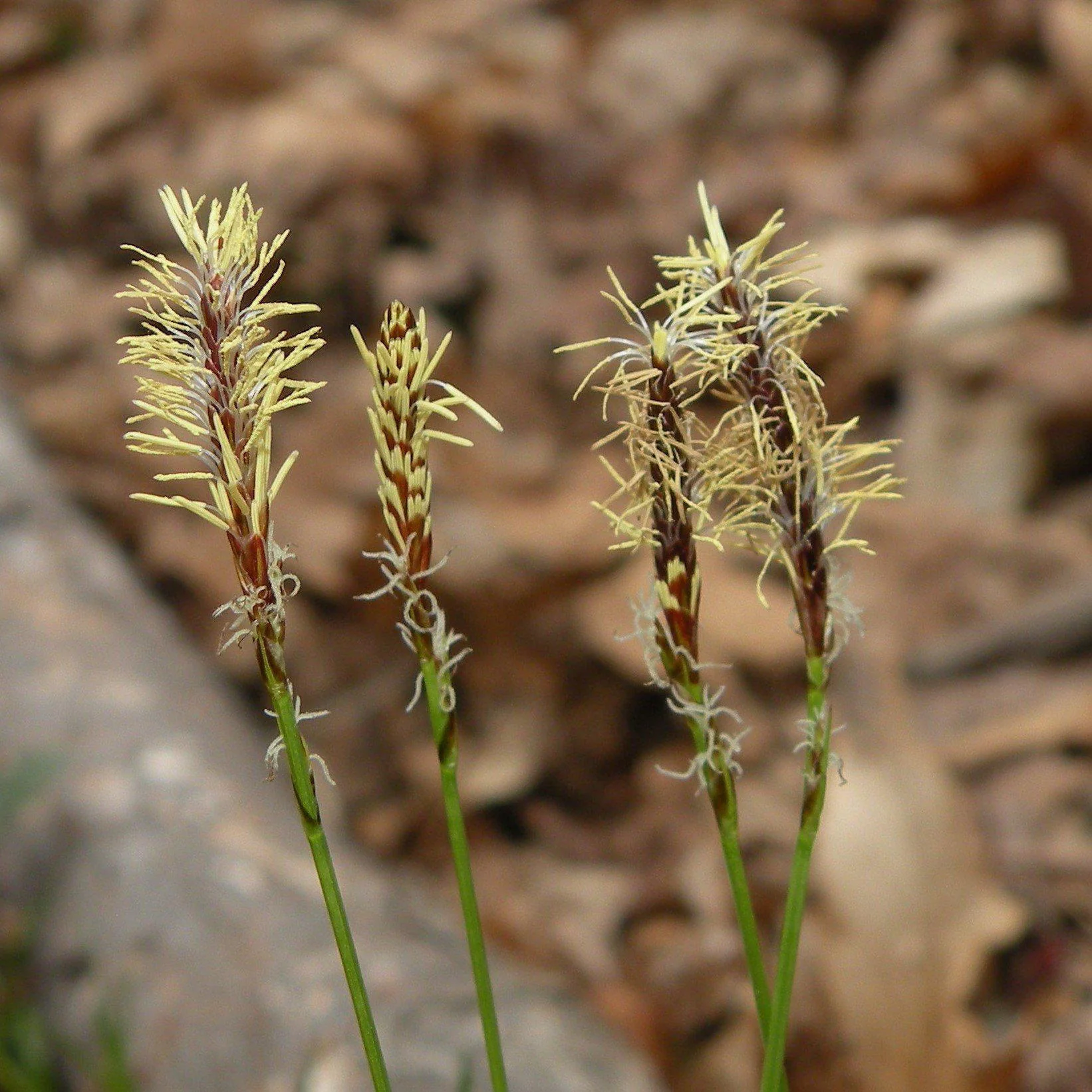 Sedge, Pennsylvania Sedge - Image 3