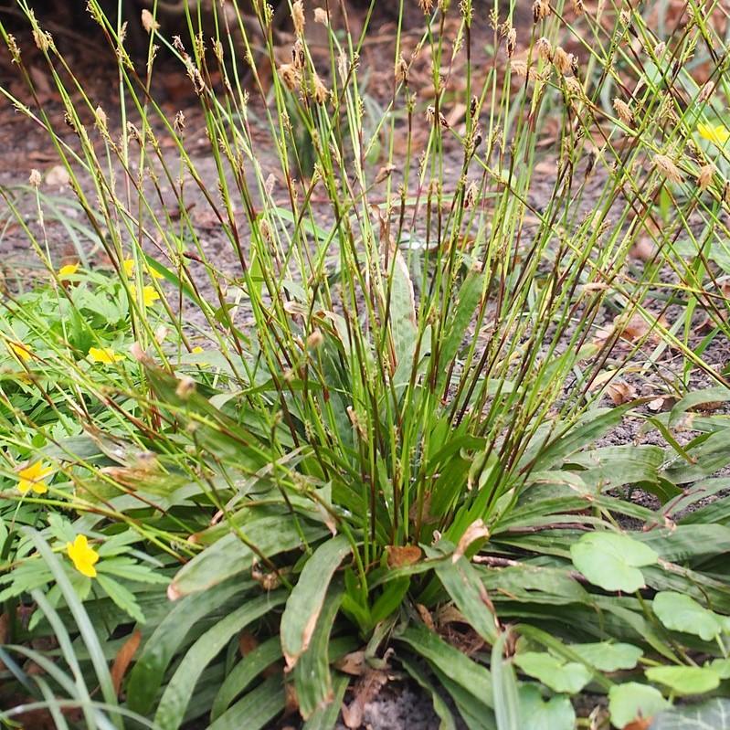Sedge, Seersucker Sedge - Image 4
