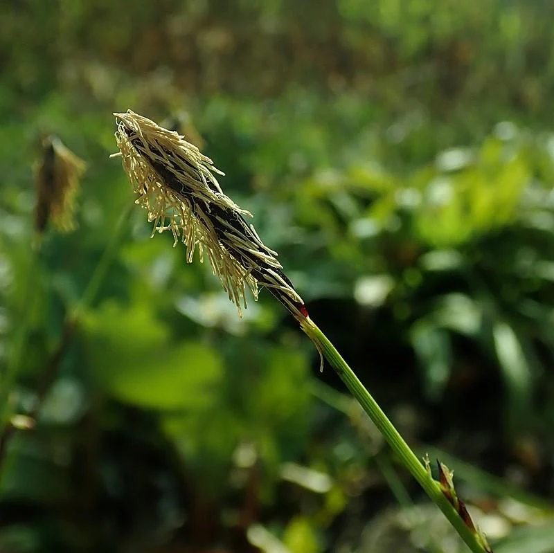 Sedge, Seersucker Sedge - Image 5