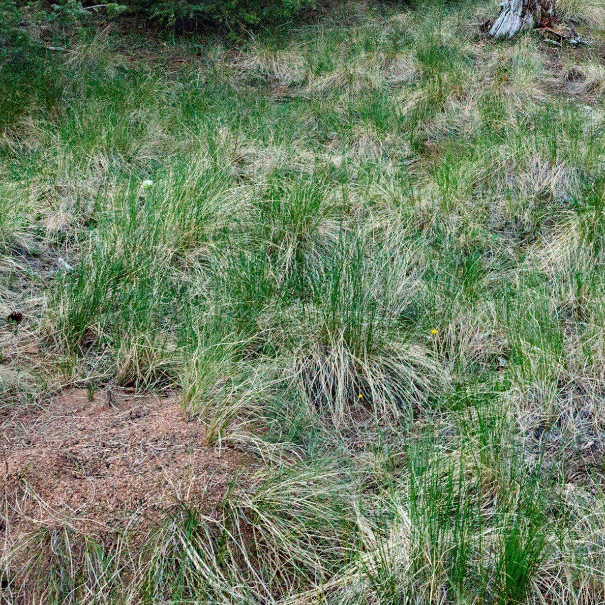Sedge, Tussock Sedge - Image 3