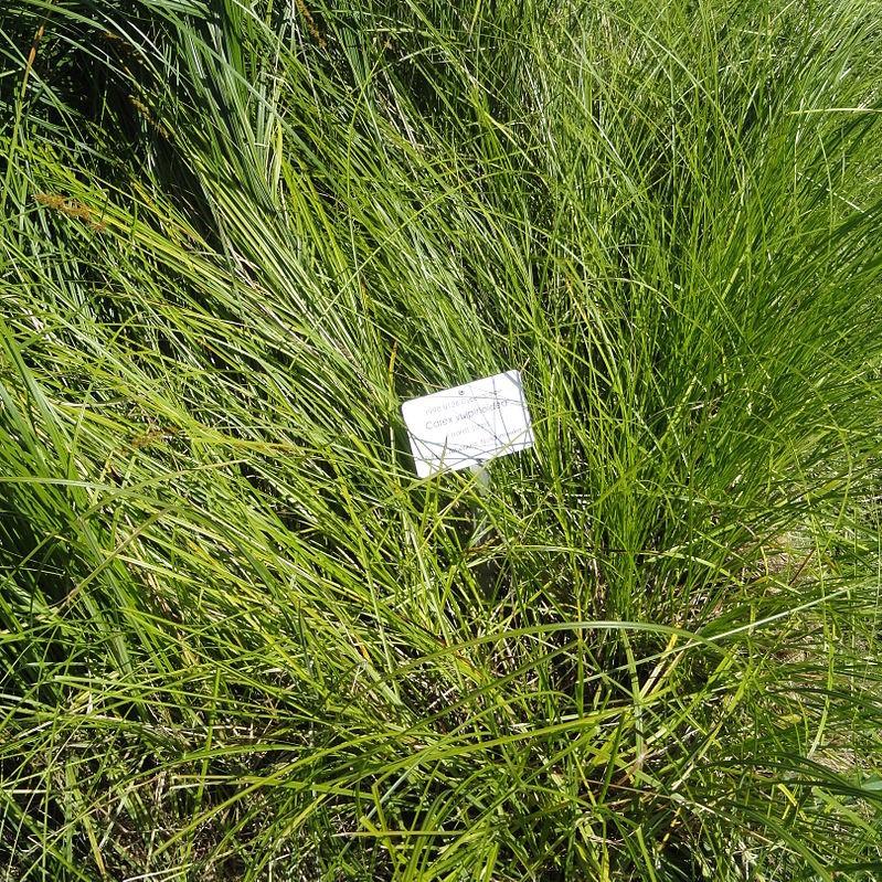 Sedge, Fox Sedge - Image 3